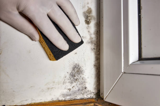  Viroqua, WI Mold Removal Pros